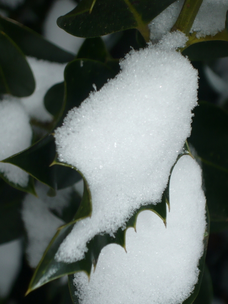 hulst in de winter