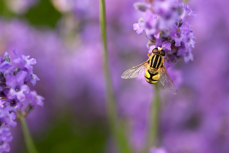 Lavender