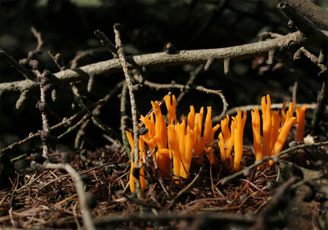 paddenstoel 5