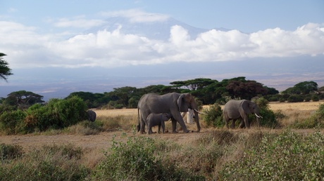 Olifanten bij Kilimanjaro