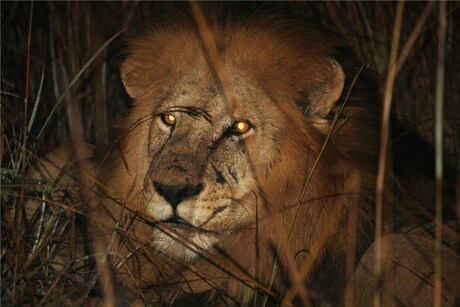 Leeuw in Kruger Narional Park