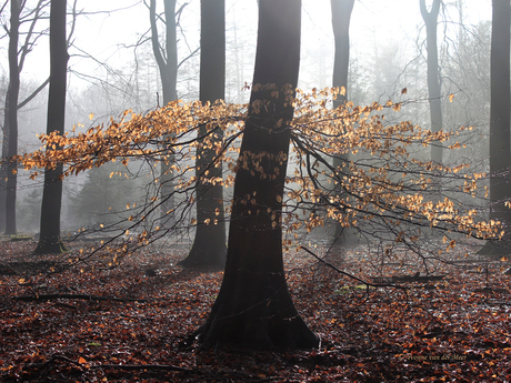 Speulderbos...