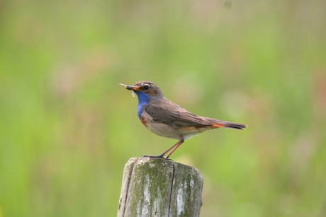 Poserende blauwborst