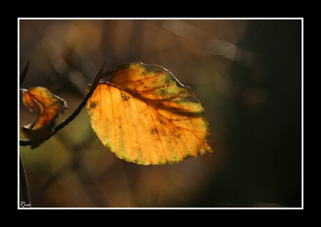 Herfstblad