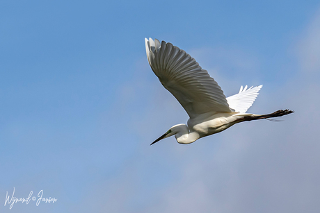 Great Egret