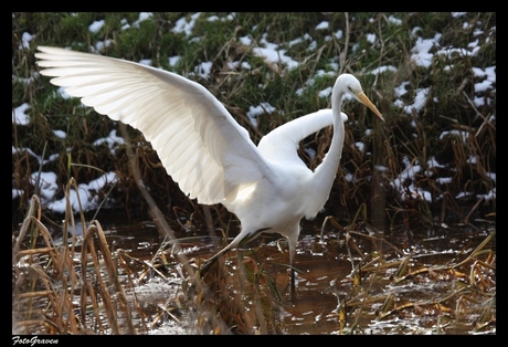 Zilverreiger