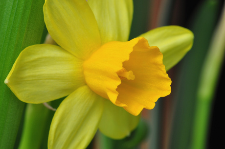 Eén narcis maakt nog geen lente