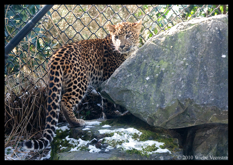 Panter zonder naam