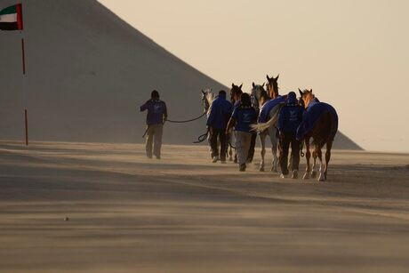 Wind, sand, dust and horses