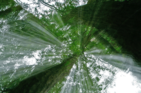 Hoge bomen vangen veel ...licht ?