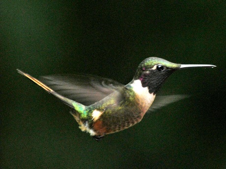 Colibri in Costa Rica