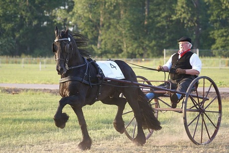 Drafsportdag, Fries paard