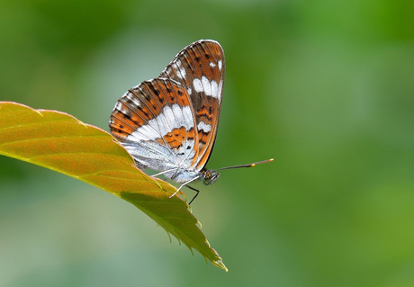 Vlinder op een blad