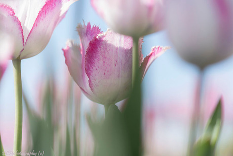 Tulpentijd