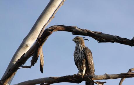 Roofvogel op Sri Lanka