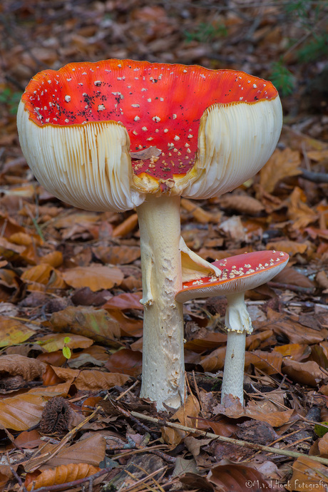 Amanita Muscaria (vliegenzwam)