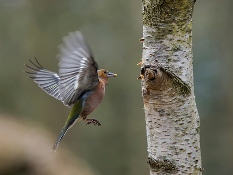 Vink 8791