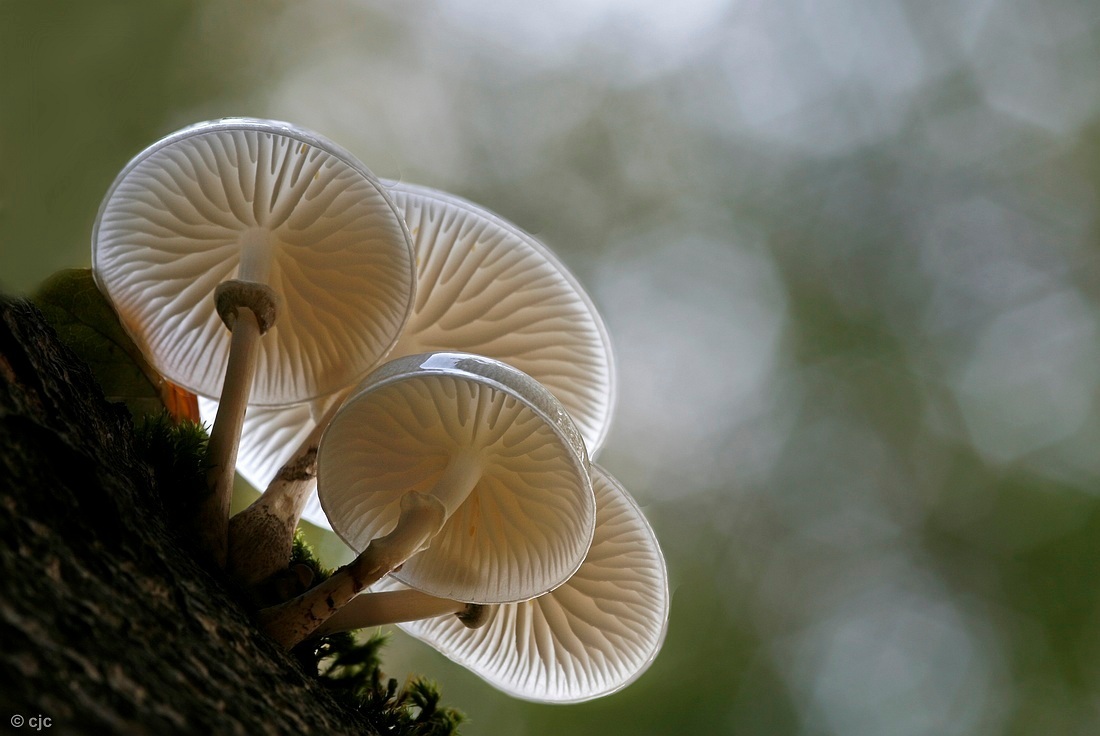 Fragile - Een foto waarbij je het kenmerk van de porseleinzwam goed kunt zien. 

Iedereen hartelijk bedankt voor de commentaren op mijn vorige foto

groetj - foto door constant_zoom op 28-10-2013 - deze foto bevat: herfst, paddenstoel, bos