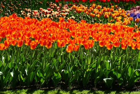 Keukenhof