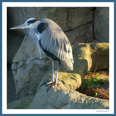 Reiger