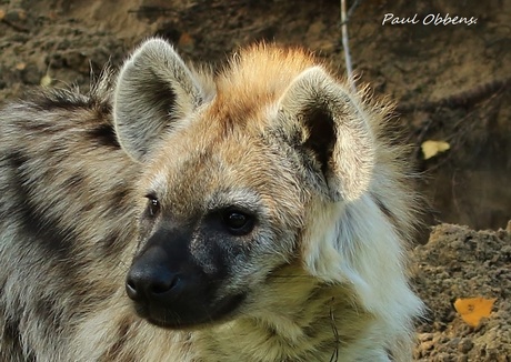 Hyena.