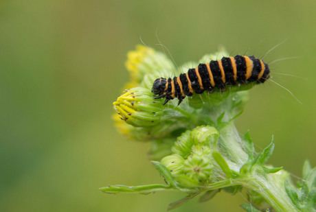 Rups van de Jacobsvlinder.........