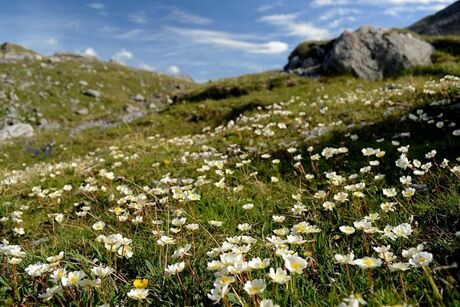 Alpenflora V