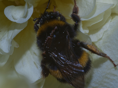 Hommel