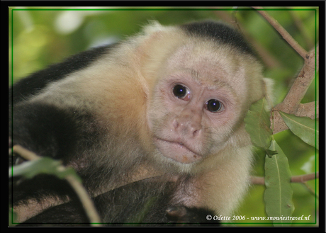 White face monkey