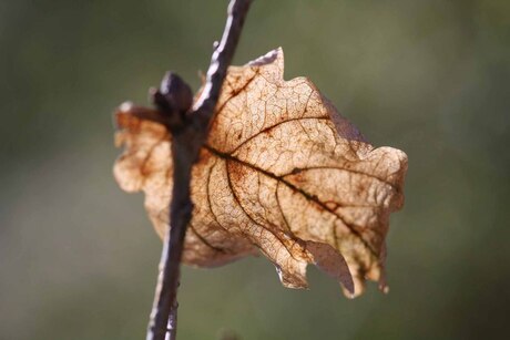 Licht door blad