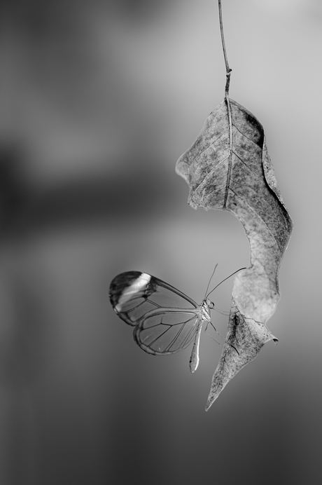 Glas vleugelvlinder