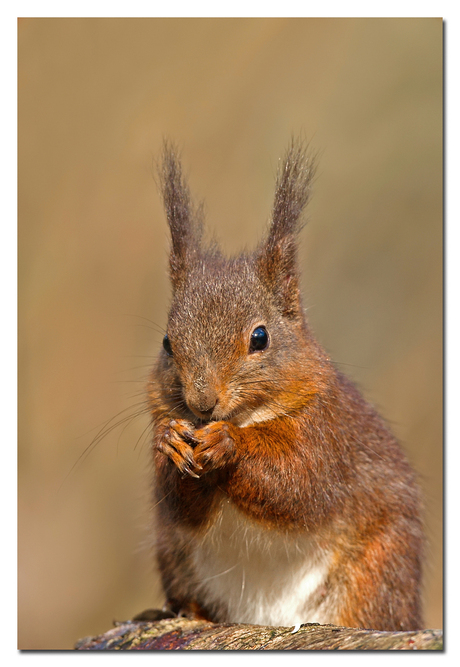 Psssst.....even lekker smikkelen