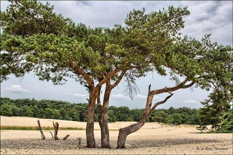 In de duinen