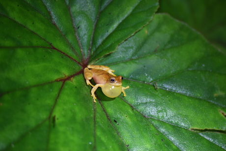 common Dink frog