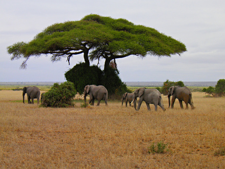 the Elephants of Amboseli, Kenya