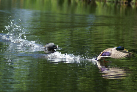 Meerkoet verjaagt eend