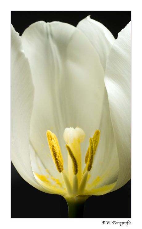 Tulp