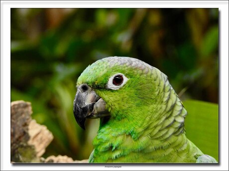 Amezone papegaai