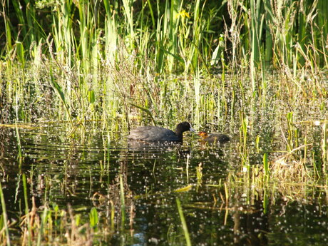 Waterhoen in Zwanenwater