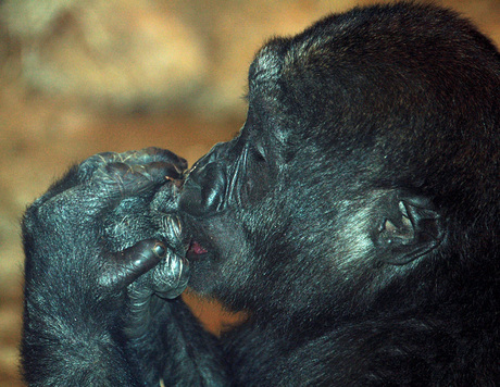 Baby-Gorilla