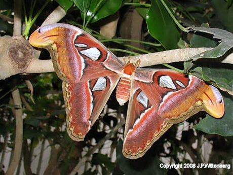 Atlas vlinder (Attacus Atlas) 2