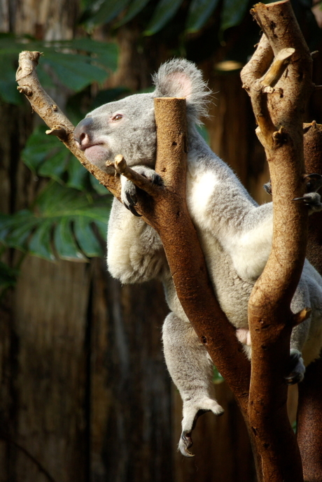 Koala