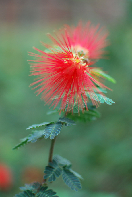 een bloem