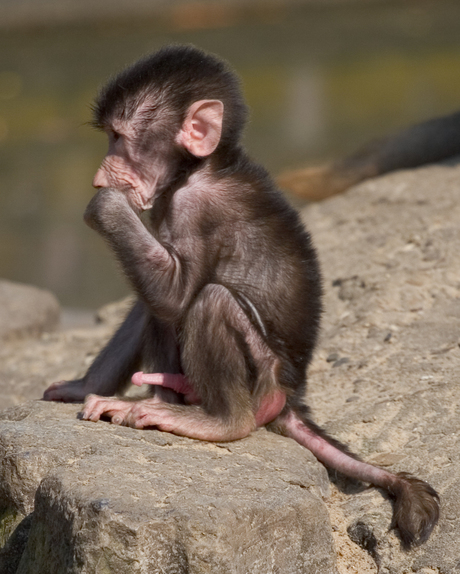Baby Baviaan
