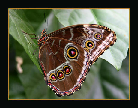 Morpho peleides