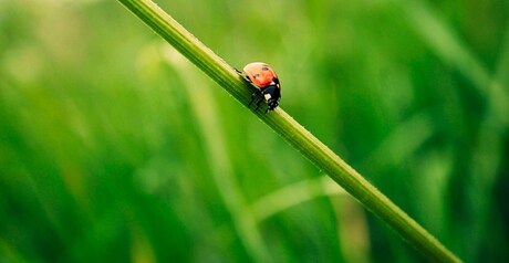 A Ladybug