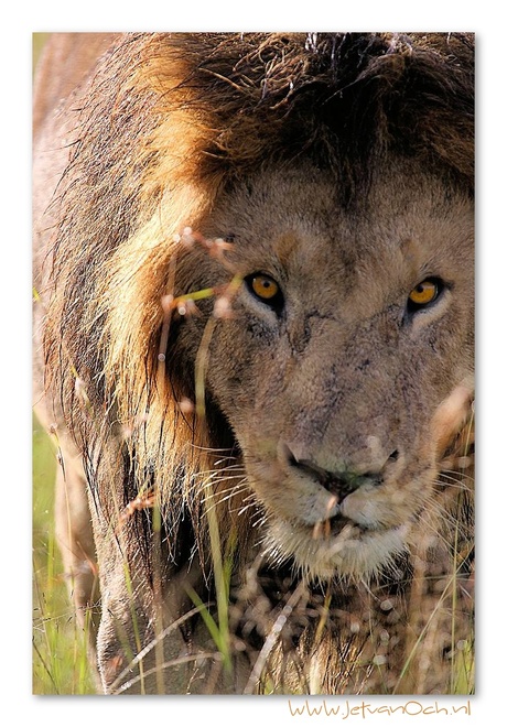 Close encounter on the Masai Mara