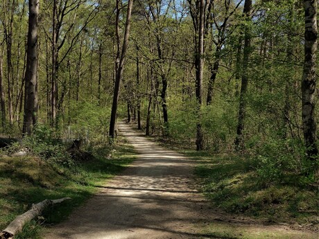 rustiek bospaadje in De Zuid (Goois Natuurreservaat)