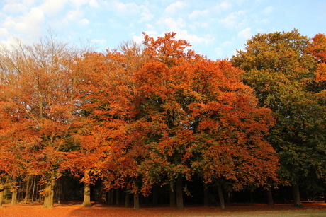 Colours of fall