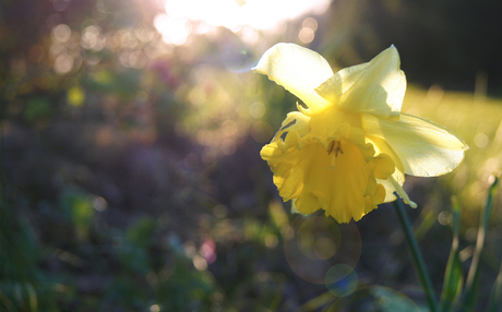 Daffodil